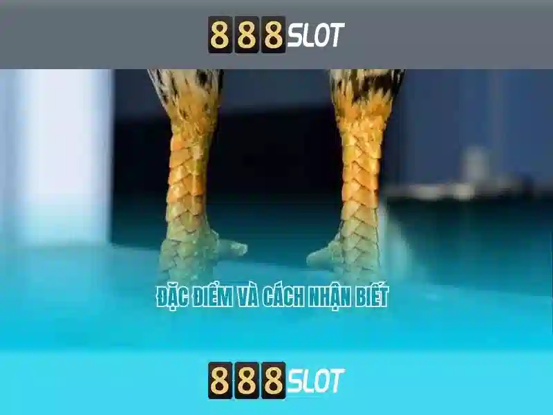 Tải 888slot com apk